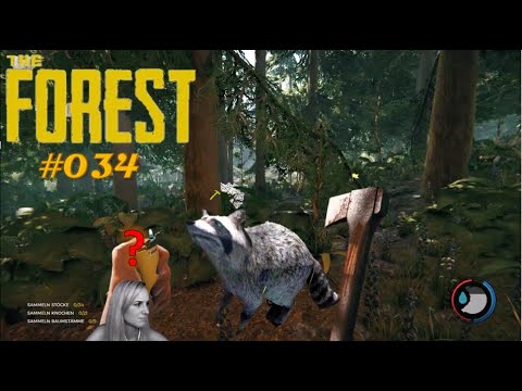 the forest waschbär finden