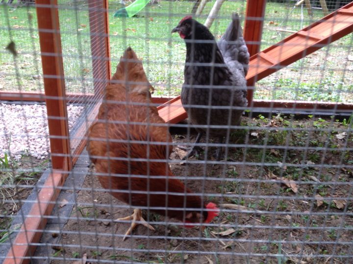 Installation Du Poulailler Gaulois Avec Extension intérieur Chemin Du Poulailler