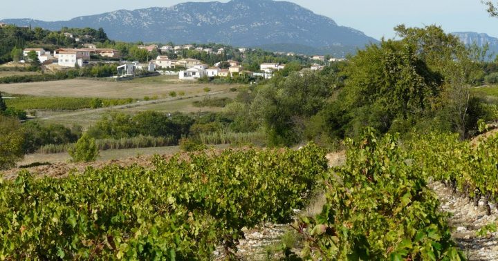 Jon'S Wine Blog: Favourites – The Chemin Des Rêves, St dedans Chemin Des Reves