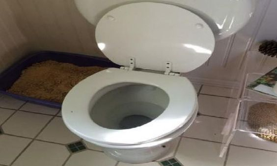 La Toilette Est Bouchée Et Vous N'Avez Pas De Siphon? 5 destiné Toilettes Bouchées La Toilette Est Bouchée Et Vous N'Avez Pas De Siphon? 5 destiné Toilettes Bouchées