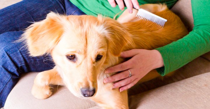 Le Toilettage Du Chien : Les Soins À Apporter pour Comment Toiletter Son Chien
