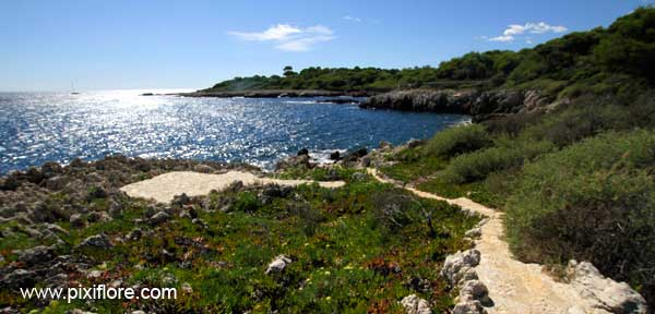 Les Balades De Pixiflore: Le Cap D'Antibes tout Chemin Du Puy Antibes