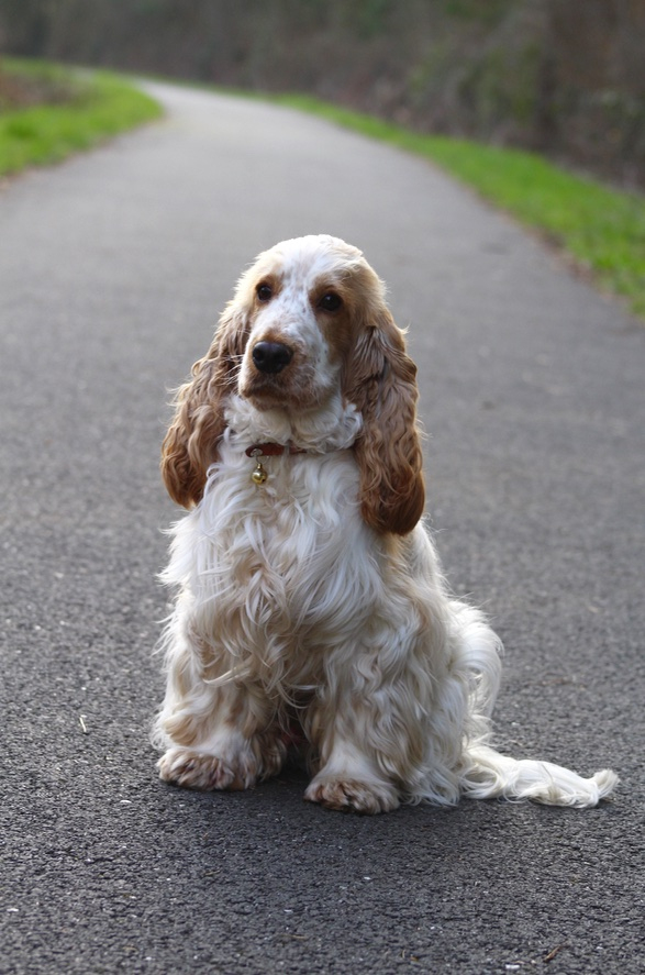 Néo, Cocker Spaniel Anglais Blanc Et Orange De Audrey serapportantà Comment Toiletter Un Cocker Anglais