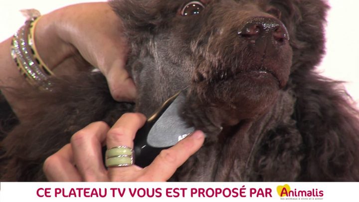 Paris Animal Show 2017 – Comment Bien Toiletter Son Chien serapportantà Toiletter Son Chien