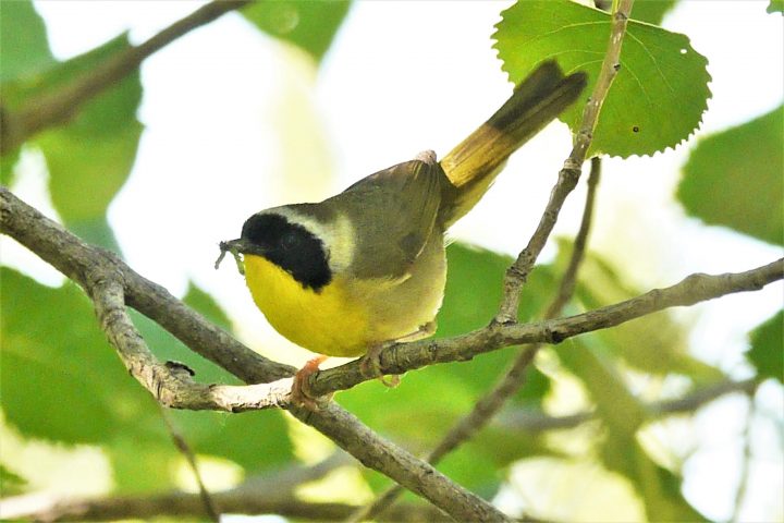 Paruline Masquée – Le Pilier destiné Rideau De Porte Marseillais