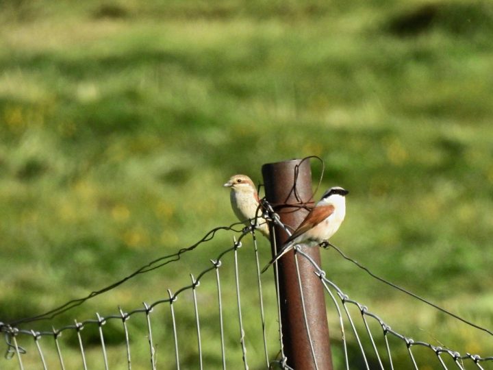 Pies Grièches – Le Pilier dedans Rideau Thermique Bricorama