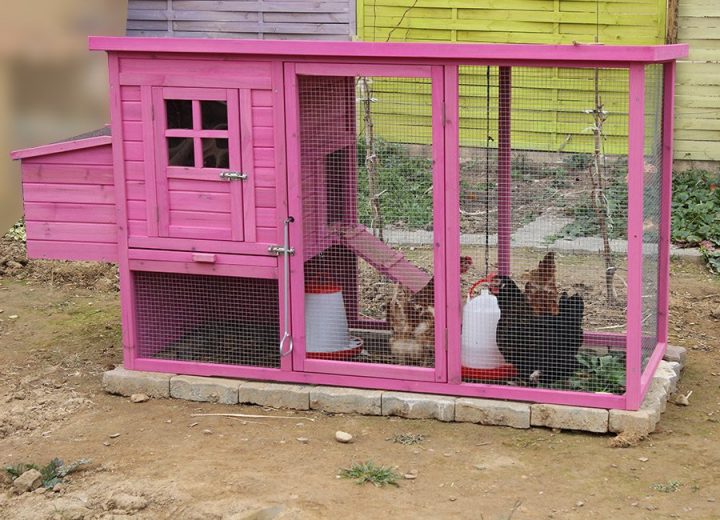 Poulailler Caumont Rose De Mr Lopez intérieur Chemin Des Poulailler