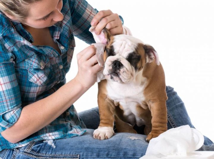 Pourquoi Faire Toiletter Son Chien, Et Comment Choisir Un serapportantà Toiletter Son Chien