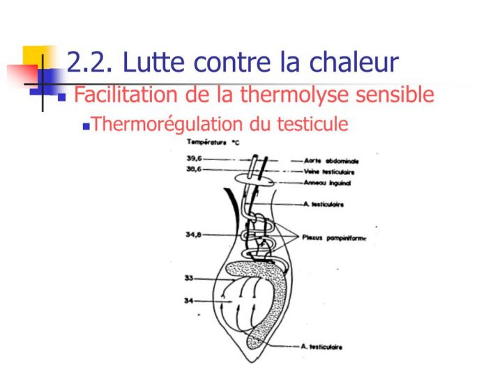 Ppt – La Thermorégulation Powerpoint Presentation – Id:344250 tout Rideau Thermique Contre La Chaleur Ppt – La Thermorégulation Powerpoint Presentation – Id:344250 tout Rideau Thermique Contre La Chaleur