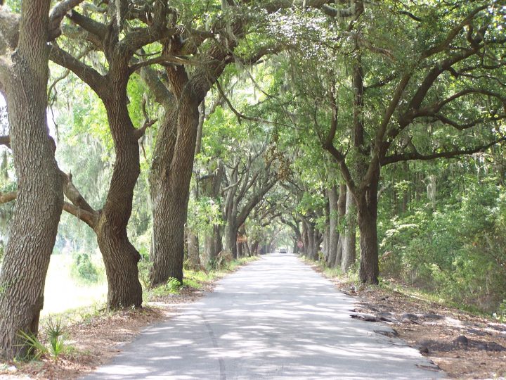 Savannah | Chemin De Vie, Vie Simple, Chemins encequiconcerne Chemin De Vie 9