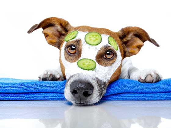 Toilettage Chien – Comment Toiletter Un Chien tout Comment Toiletter Son Chien