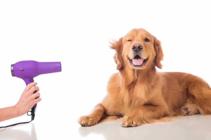 Toilettage Chien Soi Meme – Bien Être Du Chien serapportantà Toiletter Son Chien