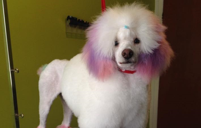 Toiletter Son Propre Chien destiné Toiletter Son Chien