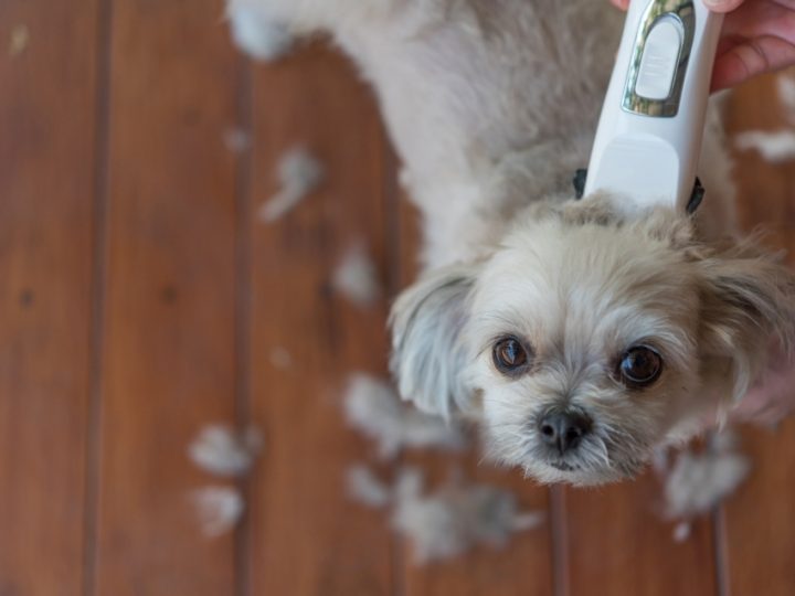 Tondre Son Chien Avec Une Tondeuse Pour Chiens serapportantà Toiletter Son Chien