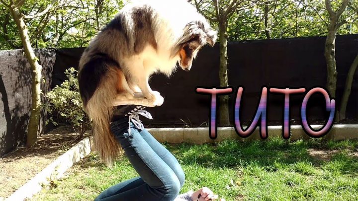 Tuto : Apprendre À Son Chien À Sauter Sur Les Pieds dedans Apprendre A Toiletter Son Chien Tuto : Apprendre À Son Chien À Sauter Sur Les Pieds dedans Apprendre A Toiletter Son Chien
