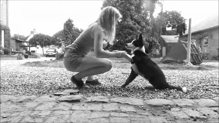 Tuto ♥ Apprendre À Donner La Patte Puis L'Autre À Son dedans Apprendre A Toiletter Son Chien Tuto ♥ Apprendre À Donner La Patte Puis L'Autre À Son dedans Apprendre A Toiletter Son Chien