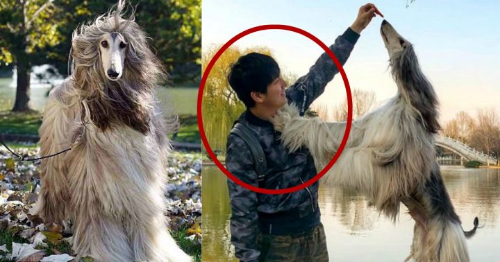 Un Homme Dépense Une Fortune Pour Toiletter Son Chien, Est avec Toiletter Son Chien