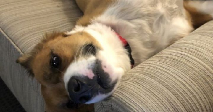 Une Star Mondialement Connue Tente De Toiletter Son Chien intérieur Toiletter Son Chien