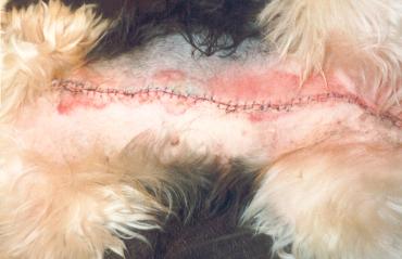 hund nach milchleisten op hund nach milchleisten op