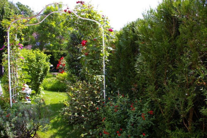 Arceau Rosier Grimpant – Wikilia.fr concernant Arche Castorama