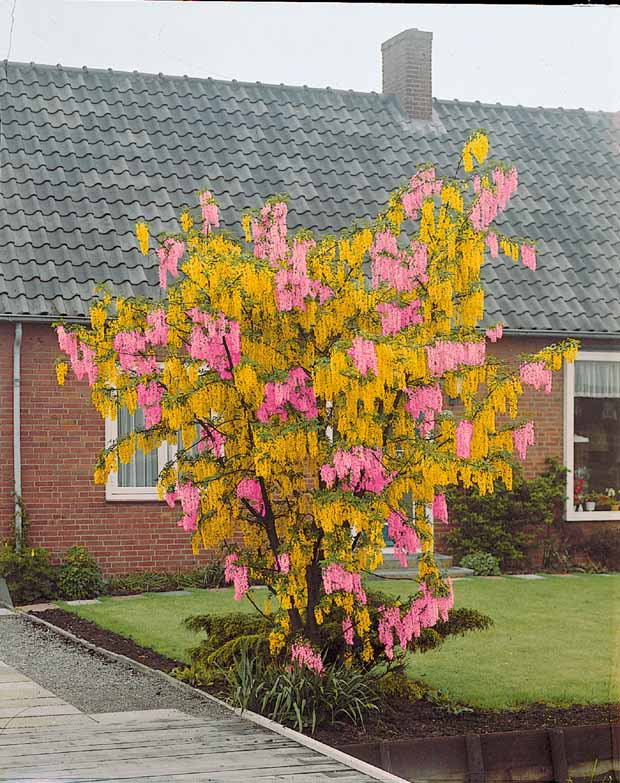 Catégorie Arbre Et Buisson Du Guide Et Comparateur D'Achat concernant Cytise Bicolore (Extra) Catégorie Arbre Et Buisson Du Guide Et Comparateur D'Achat concernant Cytise Bicolore (Extra)