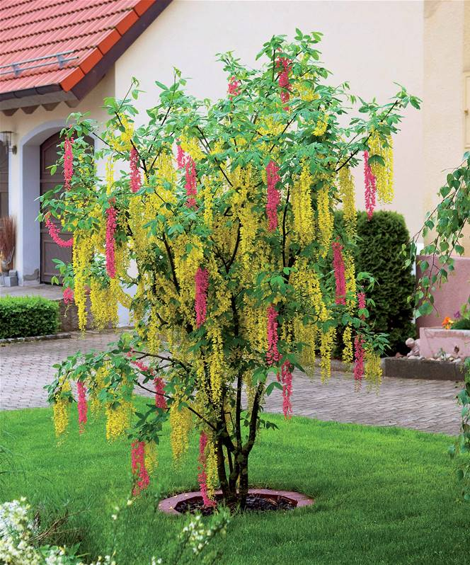 Cytise Bicolore Extra Laburnocytisus Adamii - Arbuste À dedans Cytise Bicolore (Extra)