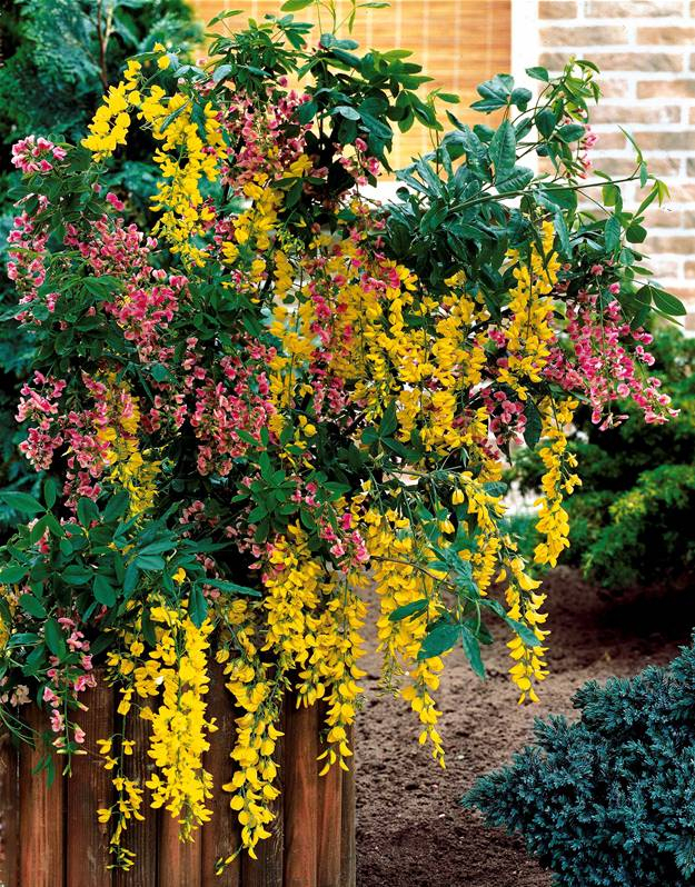 Cytise Bicolore Extra Laburnocytisus Adamii – Arbuste À serapportantà Cytise Bicolore (Extra) Cytise Bicolore Extra Laburnocytisus Adamii – Arbuste À serapportantà Cytise Bicolore (Extra)