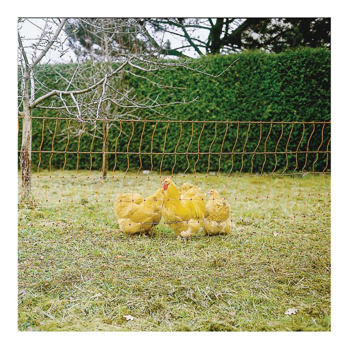 Grillage A Poule Ducatillon encequiconcerne Grillage A Poule 50M Brico Dépôt