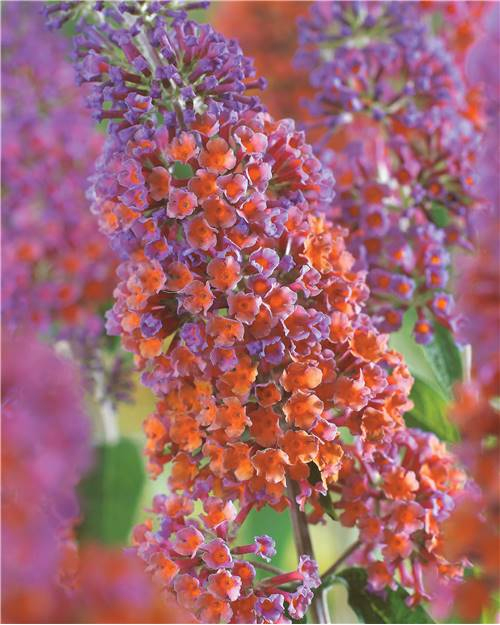 Idée De Jardin – Les Plantes Qui Poussent Vite serapportantà Cytise Bicolore (Extra) Idée De Jardin – Les Plantes Qui Poussent Vite serapportantà Cytise Bicolore (Extra)