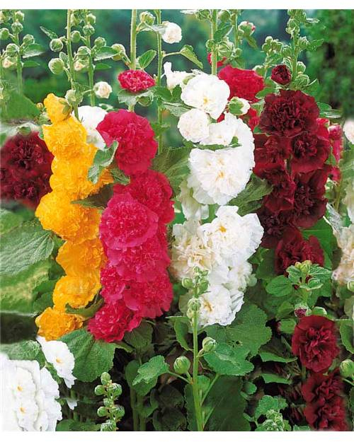 Idée De Jardin – Les Plantes Qui Poussent Vite tout Cytise Bicolore (Extra) Idée De Jardin – Les Plantes Qui Poussent Vite tout Cytise Bicolore (Extra)