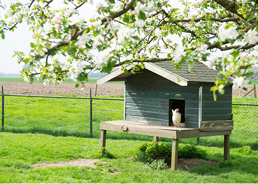 Poulaillers: Poulailler A Brico Marche intérieur Grillage A Poule 50M Brico Dépôt Poulaillers: Poulailler A Brico Marche intérieur Grillage A Poule 50M Brico Dépôt