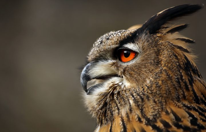 wie hört sich ein uhu an