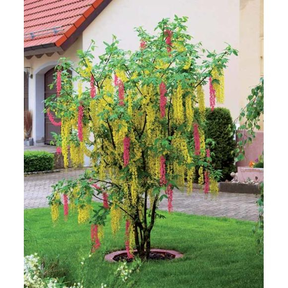 Willemse France – Cytise Bicolore Extra La Pièce Hauteur destiné Cytise Bicolore (Extra) Willemse France – Cytise Bicolore Extra La Pièce Hauteur destiné Cytise Bicolore (Extra)