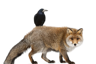 der rabe und der fuchs lessing der rabe und der fuchs lessing