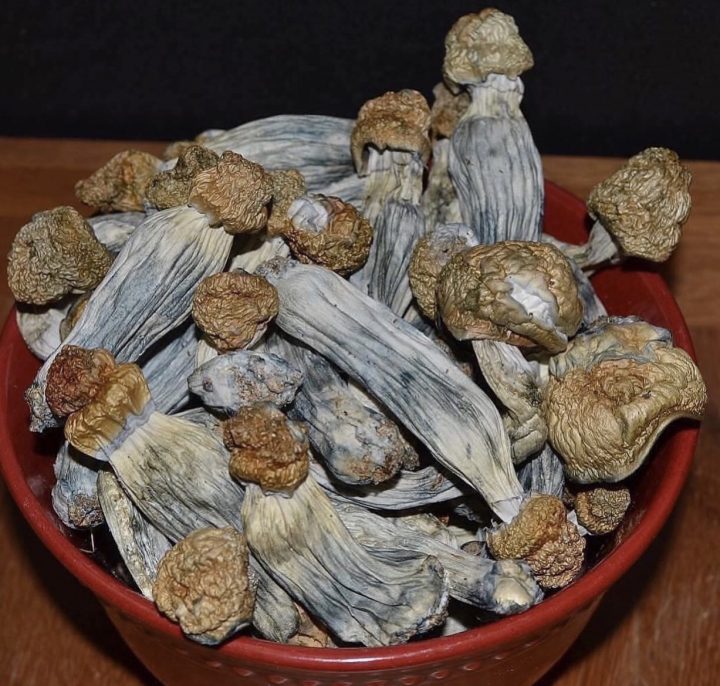 magic mushrooms trocknen magic mushrooms trocknen