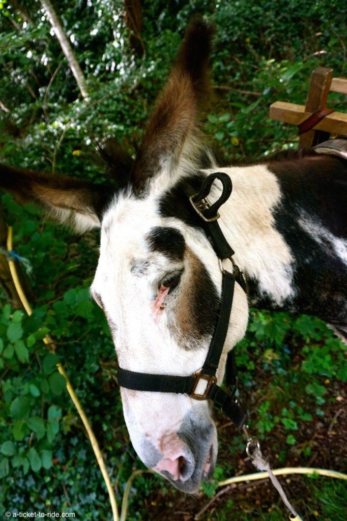 Le Chemin De Stevenson Avec Un Âne : Une Randonnée Unique destiné Les Chemins De Stevenson