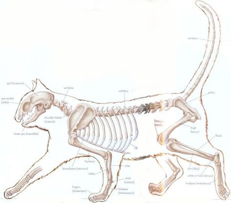 skelett katze 5. klasse