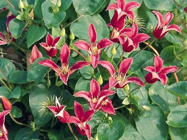 clematis texensis erfahrungen clematis texensis erfahrungen