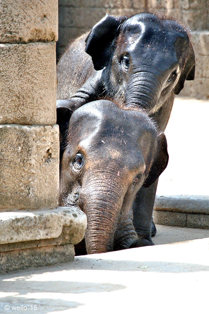 echte fründe stonn zesamme