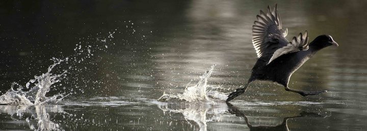 Focal81 – Fotoklub Kelmis V.o.g. destiné Bonzen Durbuy Focal81 – Fotoklub Kelmis V.o.g. destiné Bonzen Durbuy