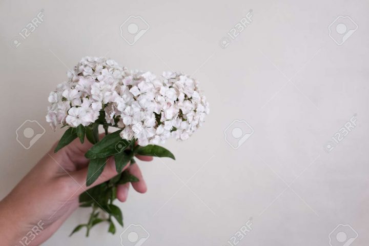 Phlox Blanc À La Main Sur Un Fond Blanc En Plein Jour encequiconcerne Plein Jour Blanc