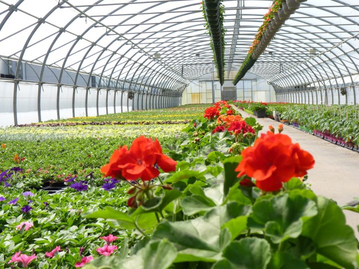 Voiron Horticulteurs – Jardiland destiné Incinerateur Jardin Jardiland