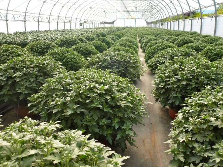 Voiron Horticulteurs – Jardiland encequiconcerne Incinerateur Jardin Jardiland