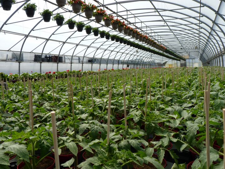 Voiron Horticulteurs – Jardiland intérieur Incinerateur Jardin Jardiland