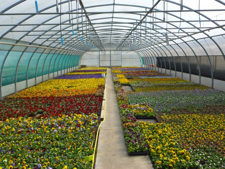 Voiron Horticulteurs – Jardiland tout Incinerateur Jardin Jardiland