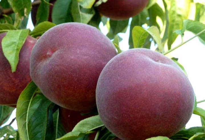 dream of peach dream of peach