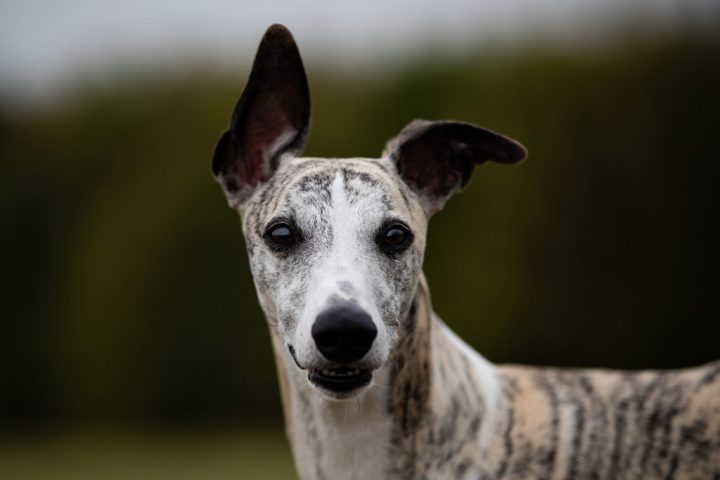 du hast doofe ohren du hast doofe ohren