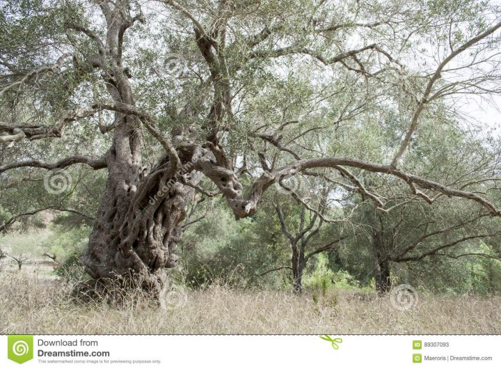 150 jahre alter olivenbaum