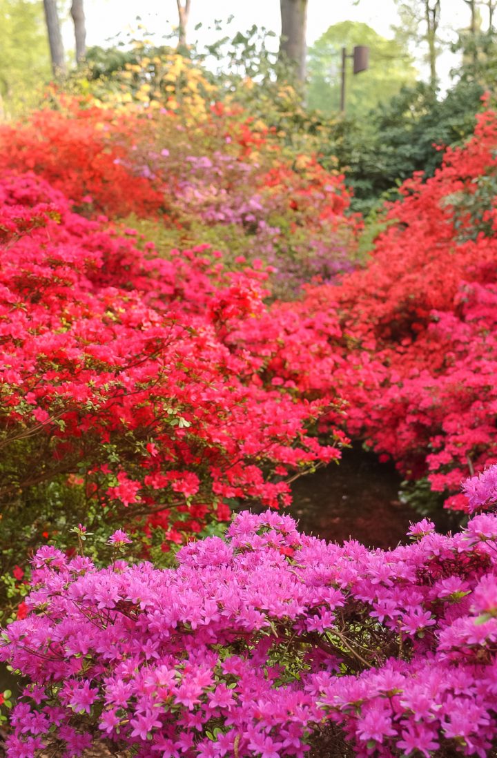 Azalée Du Japon – Jardiland serapportantà Lanterne Japonaise Jardiland