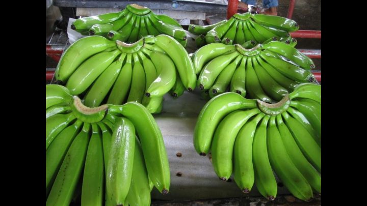 الموز الأخضر الفاكهة الأفضل لإنقاص الوزن serapportantà F5Qr5